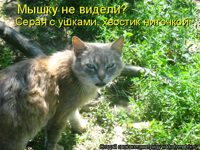 Котоматрица: Мышку не видели?  Серая с ушками, хвостик ниточкой ....