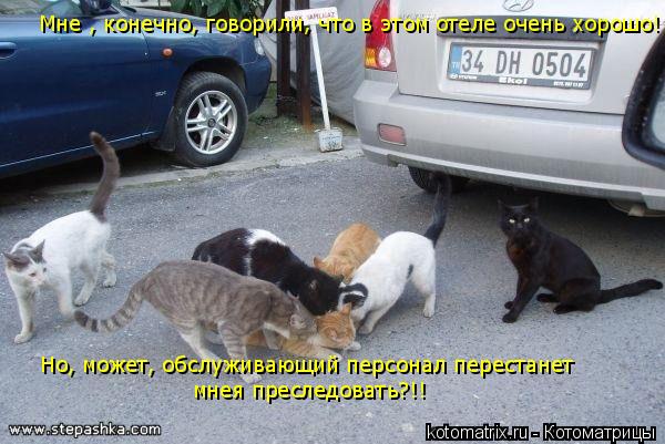 Мне , конечно, говорили, что в этом отеле очень хорошо! Но, может, обслуживающий персонал перестанет ... Котоматрица: Мне , конечно, говорили, что в этом отеле очень хорошо! Но, может, обслуживающий персонал перестанет мнея преследовать?!!