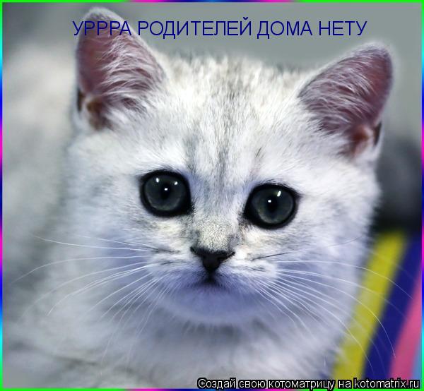 УРРРА РОДИТЕЛЕЙ ДОМА НЕТУ... Котоматрица: УРРРА РОДИТЕЛЕЙ ДОМА НЕТУ