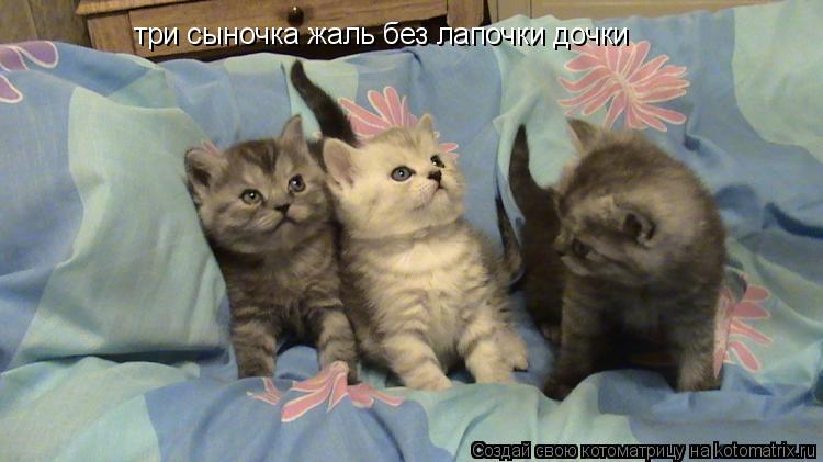 три сыночка жаль без лапочки дочки... Котоматрица: три сыночка жаль без лапочки дочки