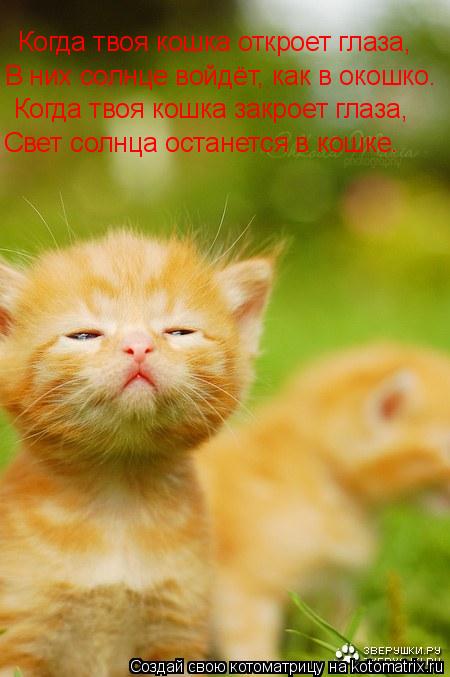 Когда твоя кошка откроет глаза, В них солнце войдёт, как в окошко. Когда твоя кошка закроет глаза, Св... Котоматрица: Когда твоя кошка откроет глаза, В них солнце войдёт, как в окошко. Когда твоя кошка закроет глаза, Свет солнца останется в кошке.