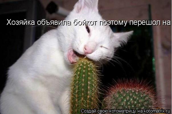 Котоматрица: Хозяйка объявила бойкот поэтому перешол на кактусы