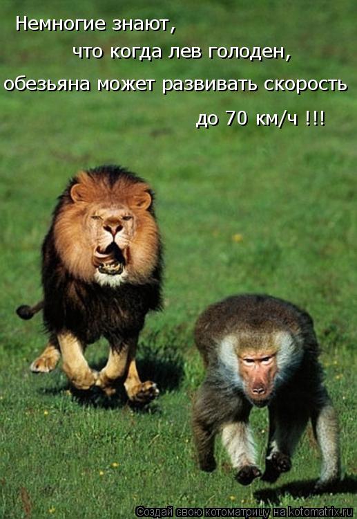 Котоматрица: Немногие знают,  обезьяна может развивать скорость что когда лев голоден, до 70 км/ч !!!
