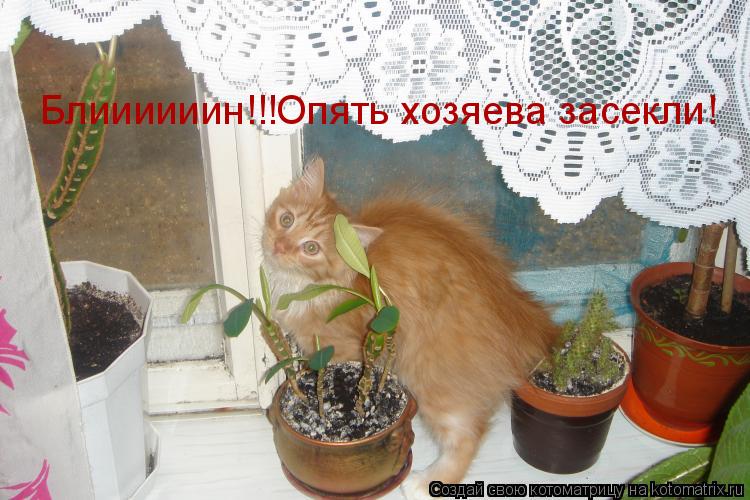 Блиииииин!!!Опять хозяева засекли!... Котоматрица: Блиииииин!!!Опять хозяева засекли!