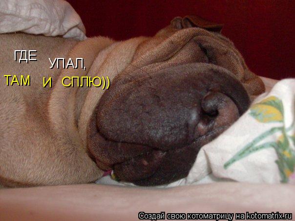 ГДЕ УПАЛ, ТАМ И СПЛЮ))... Котоматрица: ГДЕ УПАЛ, ТАМ И СПЛЮ))