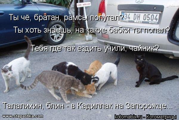 Ты чё, братан, рамсы попутал? Ты хоть знаешь, на какие бабки ты попал? Тебя где так ездить учили, чай... Котоматрица: Ты чё, братан, рамсы попутал? Ты хоть знаешь, на какие бабки ты попал? Тебя где так ездить учили, чайник? Талалихин, блин - в Кадиллак на Запоро