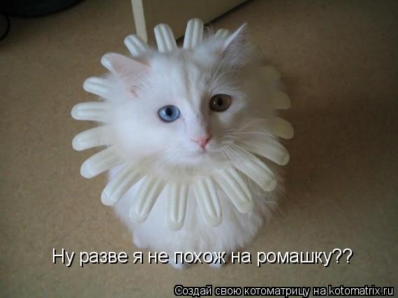 Котоматрица: Ну разве я не похож на ромашку??