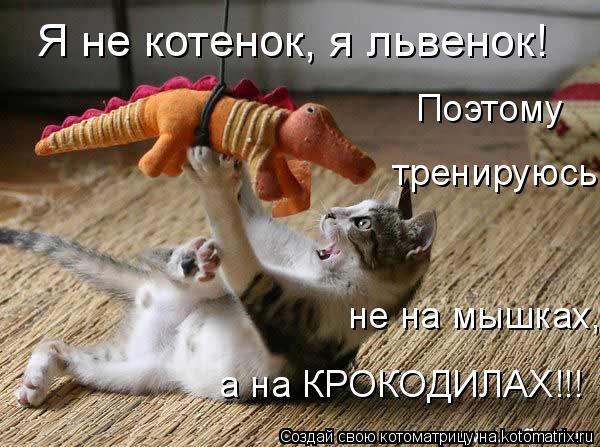 Я не котенок, я львенок! Поэтому тренируюсь не на мышках, а на КРОКОДИЛАХ!!!... Котоматрица: Я не котенок, я львенок! Поэтому тренируюсь не на мышках, а на КРОКОДИЛАХ!!!