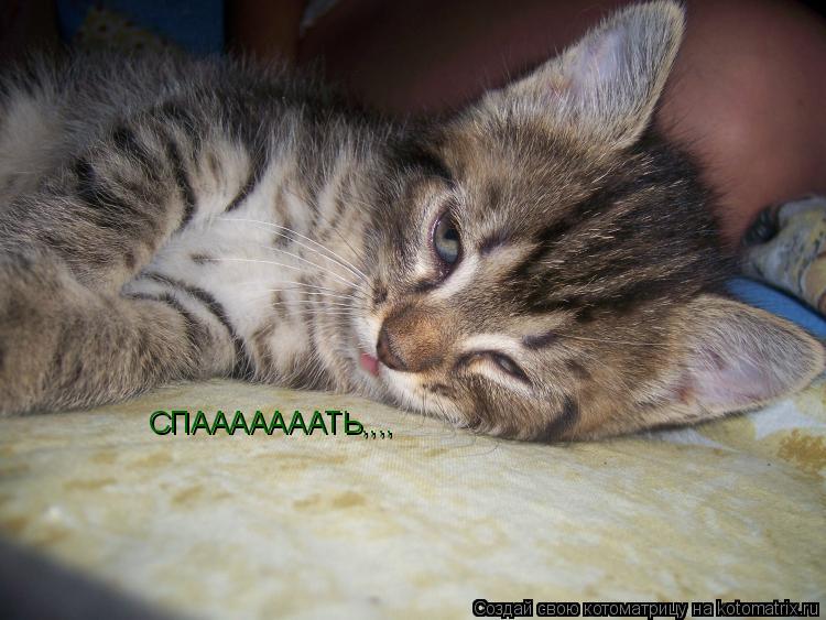 СПАААААААТЬ,,,,... Котоматрица: СПАААААААТЬ,,,,