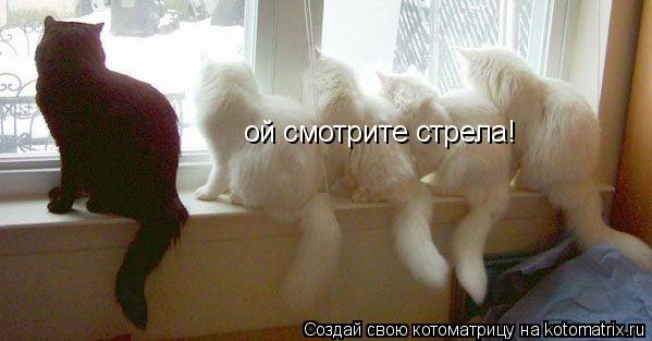 ой смотрите стрела!... Котоматрица: ой смотрите стрела!