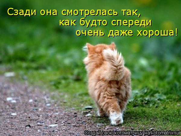 Сзади она смотрелась так, очень даже хороша! как будто спереди... Котоматрица: Сзади она смотрелась так, очень даже хороша! как будто спереди