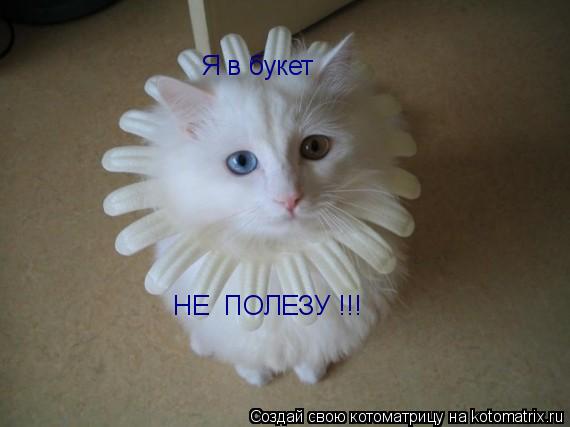 Котоматрица: Я в букет НЕ  ПОЛЕЗУ !!!