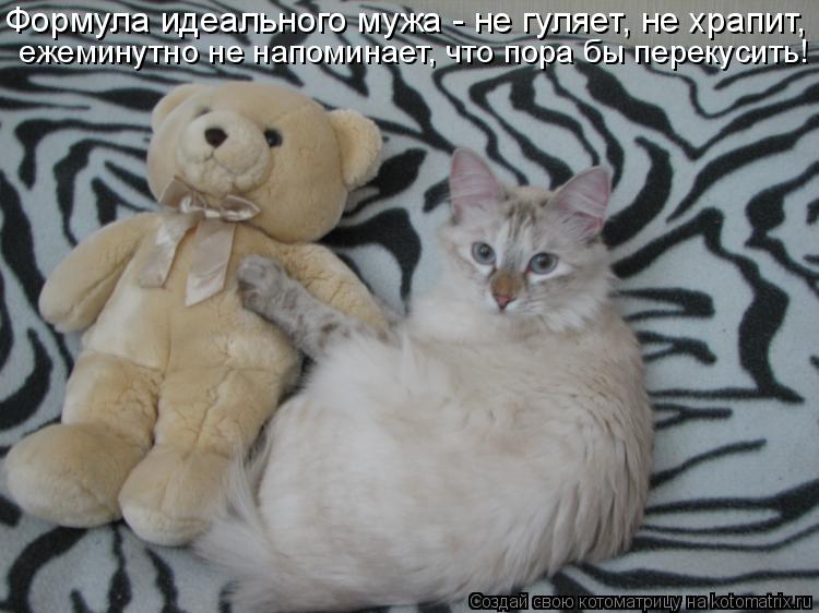 Формула идеального мужа - не гуляет, не храпит, ежеминутно не напоминает, что пора бы перекусить!... Котоматрица: Формула идеального мужа - не гуляет, не храпит, ежеминутно не напоминает, что пора бы перекусить!