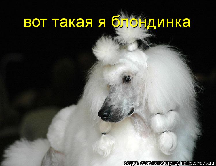 вот такая я блондинка... Котоматрица: вот такая я блондинка