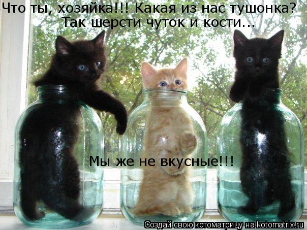 Что ты, хозяйка!!! Какая из нас тушонка? Так шерсти чуток и кости... Мы же не вкусные!!!... Котоматрица: Что ты, хозяйка!!! Какая из нас тушонка? Так шерсти чуток и кости... Мы же не вкусные!!!