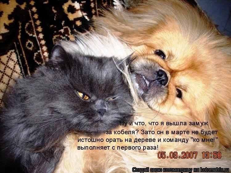 Ну и что, что я вышла замуж за кобеля? Зато он в марте не будет истошно орать на дереве и команду "ко... Котоматрица: Ну и что, что я вышла замуж за кобеля? Зато он в марте не будет истошно орать на дереве и команду "ко мне!" выполняет с первого раза!