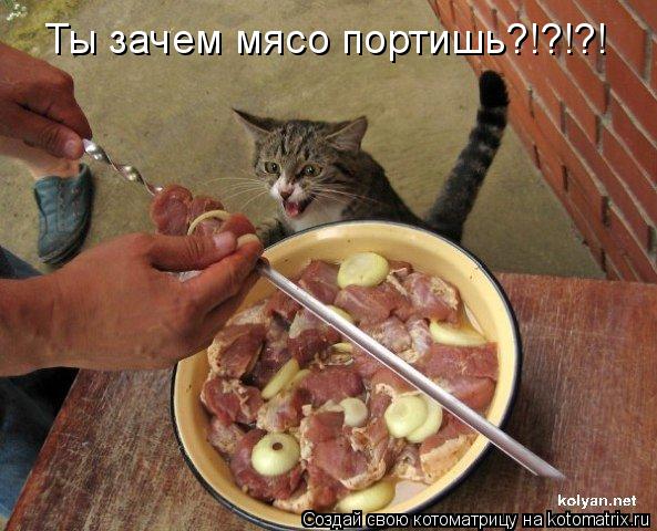 Ты зачем мясо портишь?!?!?!... Котоматрица: Ты зачем мясо портишь?!?!?!