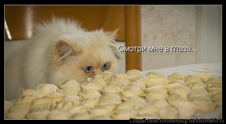 Смотри мне в глаза...... Котоматрица: Смотри мне в глаза...
