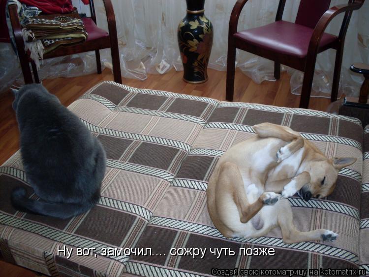 Ну вот, замочил.... сожру чуть позже... Котоматрица: Ну вот, замочил.... сожру чуть позже