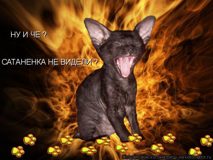 Котоматрица: НУ И ЧЕ ? САТАНЕНКА НЕ ВИДЕЛИ ?