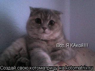 Котоматрица: Вот Я КАкой!!!