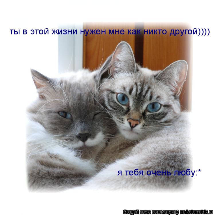 ты в этой жизни нужен мне как никто другой)))) я тебя очень любу:*... Котоматрица: ты в этой жизни нужен мне как никто другой)))) я тебя очень любу:*