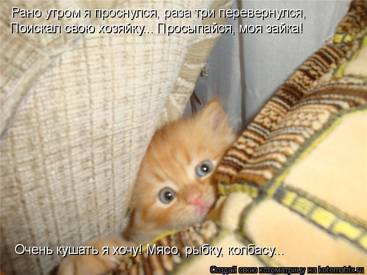 Котоматрица: Рано утром я проснулся, раза три перевернулся,  Поискал свою хозяйку... Просыпайся, моя зайка! Поискал свою хозяйку... Просыпайся, моя зайка! О