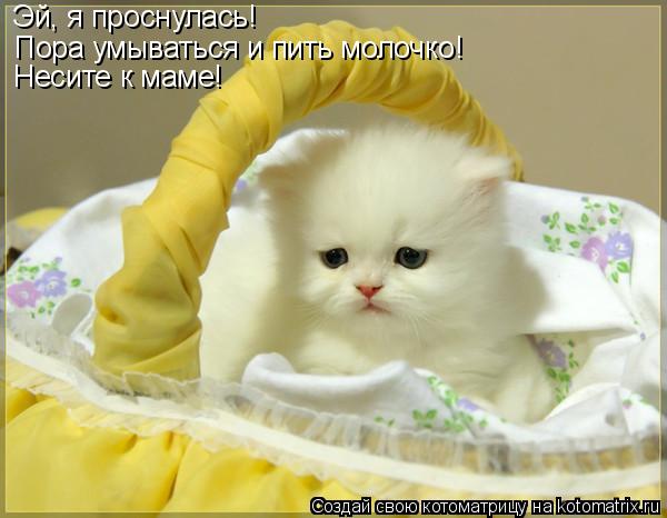 Эй, я проснулась! Пора умываться и пить молочко! Несите к маме!... Котоматрица: Эй, я проснулась! Пора умываться и пить молочко! Несите к маме!