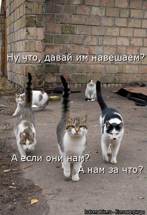 Ну что, давай им навешаем? А если они нам? А нам за что?... Котоматрица: Ну что, давай им навешаем? А если они нам? А нам за что?