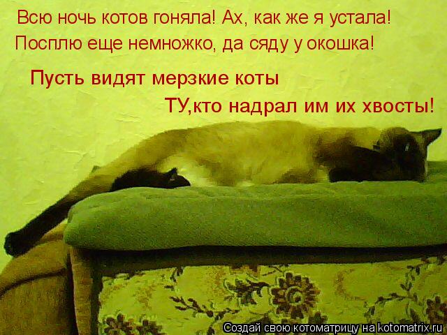 Котоматрица: Всю ночь котов гоняла! Ах, как же я устала! Посплю еще немножко, да сяду у окошка! Пусть видят мерзкие коты ТУ,кто надрал им их хвосты!
