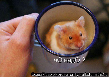 чО надО ?... Котоматрица: чО надО ?
