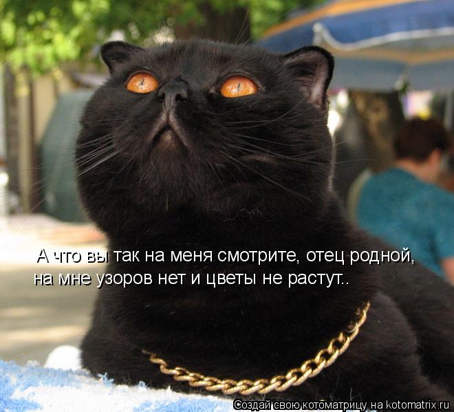 А что вы так на меня смотрите, отец родной, на мне узоров нет и цветы не растут..... Котоматрица: А что вы так на меня смотрите, отец родной, на мне узоров нет и цветы не растут..