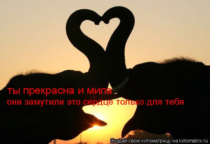 ты прекрасна и мила они замутили это сердце только для тебя... Котоматрица: ты прекрасна и мила они замутили это сердце только для тебя