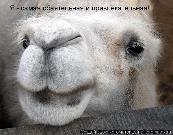 Я - самая обаятельная и привлекательная!... Котоматрица: Я - самая обаятельная и привлекательная!