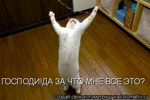 Котоматрица: ГОСПОДИ!ДА ЗА ЧТО МНЕ ВСЕ ЭТО?