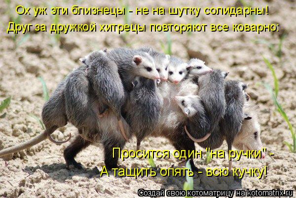 Ох уж эти близнецы - не на шутку солидарны! Друг за дружкой хитрецы повторяют все коварно: Просится ... Котоматрица: Ох уж эти близнецы - не на шутку солидарны! Друг за дружкой хитрецы повторяют все коварно: Просится один "на ручки" - А тащить опять - всю кучк