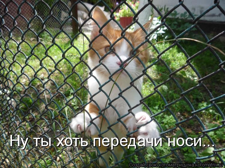 Ну ты хоть передачи носи...... Котоматрица: Ну ты хоть передачи носи...