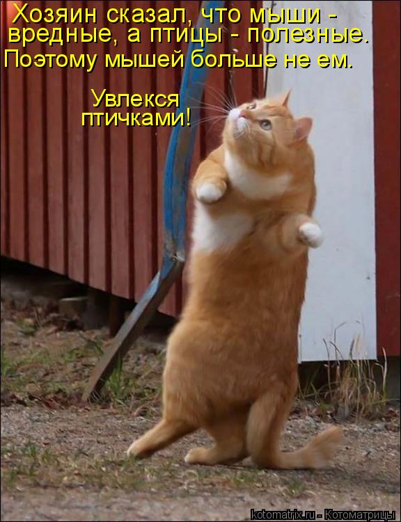 Котоматрица: Хозяин сказал, что мыши - вредные, а птицы - полезные. Поэтому мышей больше не ем. Увлекся птичками!