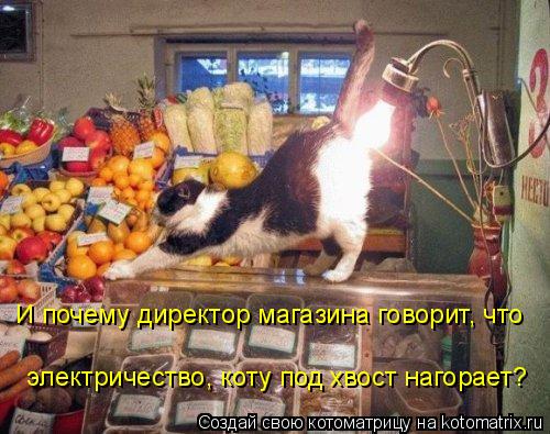 И почему директор магазина говорит, что электричество, коту под хвост нагорает?... Котоматрица: И почему директор магазина говорит, что электричество, коту под хвост нагорает?