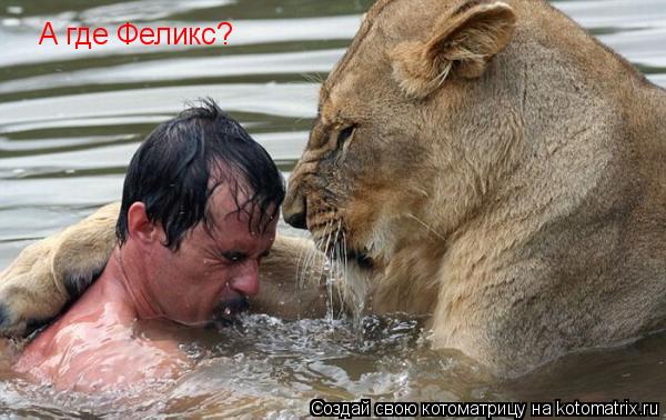 А где Феликс?... Котоматрица: А где Феликс?
