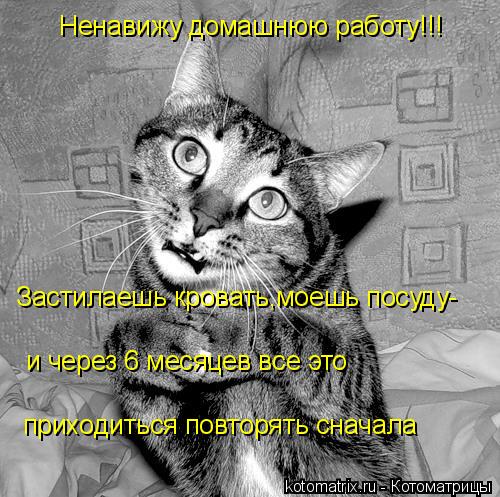 Котоматрица: Ненавижу домашнюю работу!!! Застилаешь кровать,моешь посуду- и через 6 месяцев все это  приходиться повторять сначала