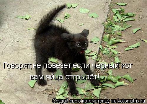 Говорят,не повезет,если черный кот вам яйца отгрызёт!... Котоматрица: Говорят,не повезет,если черный кот вам яйца отгрызёт!