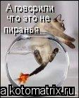 А говорили что это не пиранья... Котоматрица: А говорили что это не пиранья