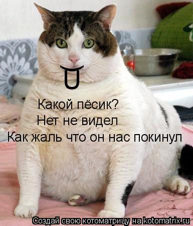 Какой пёсик? Нет не видел Как жаль что он нас покинул ) U... Котоматрица: Какой пёсик? Нет не видел Как жаль что он нас покинул ) U