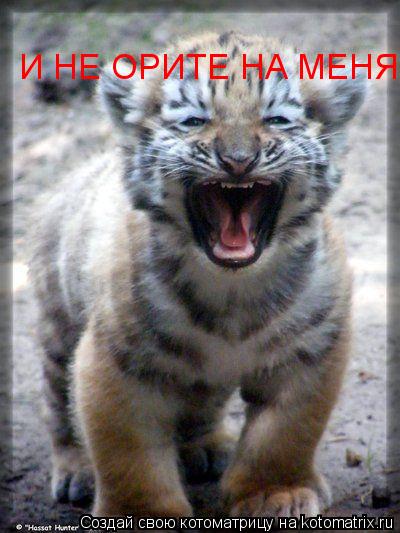 Котоматрица: И НЕ ОРИТЕ НА МЕНЯ