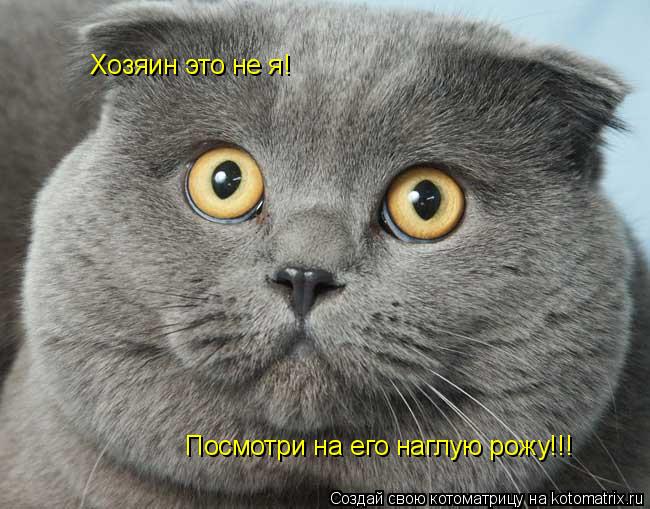 Хозяин это не я! Посмотри на его наглую рожу!!!... Котоматрица: Хозяин это не я! Посмотри на его наглую рожу!!!