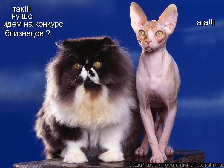 так!!! ну шо, идем на конкурс близнецов ? ага!!!... Котоматрица: так!!! ну шо, идем на конкурс близнецов ? ага!!!