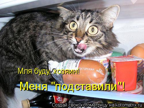 Котоматрица: Мля буду, хозяин! Меня "подставили"!
