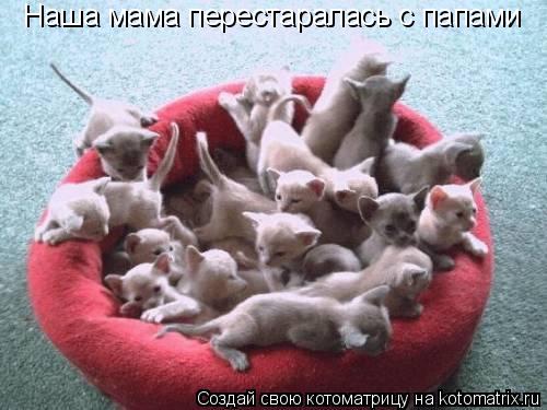Наша мама перестаралась с папами... Котоматрица: Наша мама перестаралась с папами