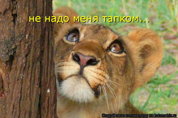 не надо меня тапком...... Котоматрица: не надо меня тапком...